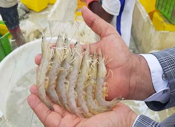 خرید و قیمت میگو یخ زده + فروش عمده